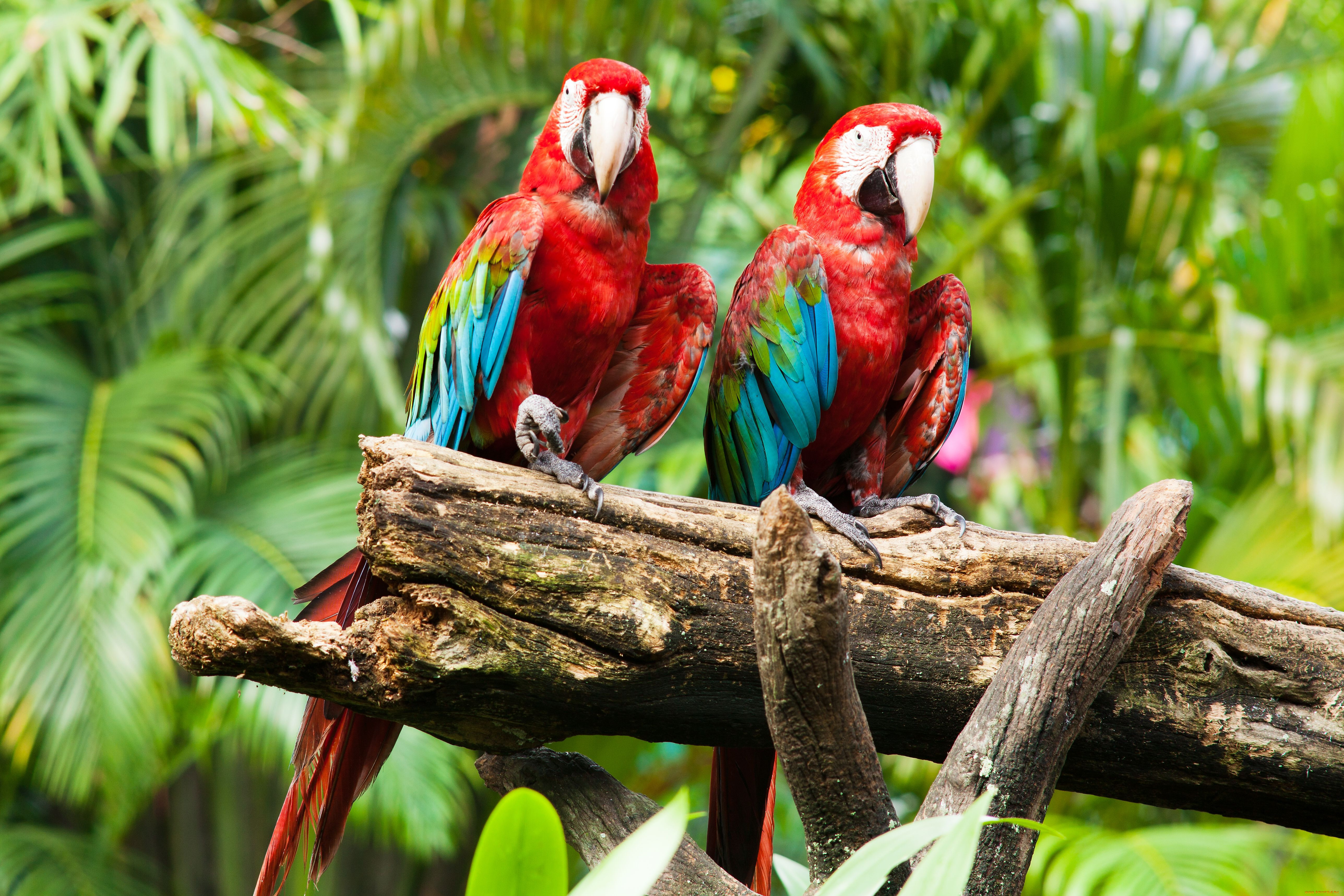 Попугай ара в джунглях Южной Америки